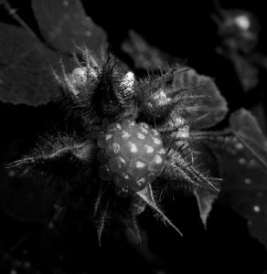 Raspberry mono