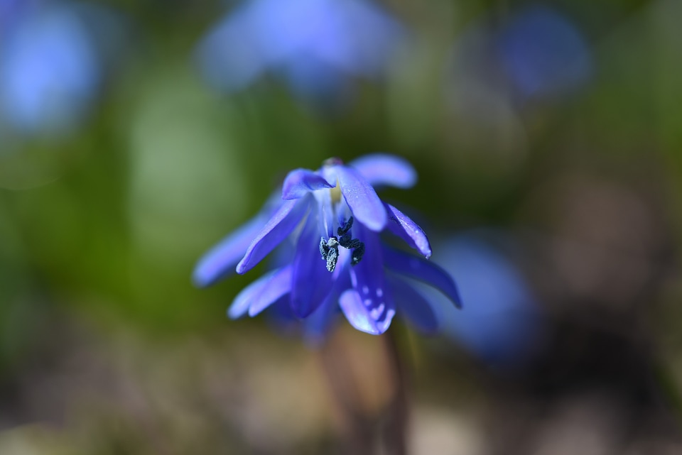 Bloom blue blue flower