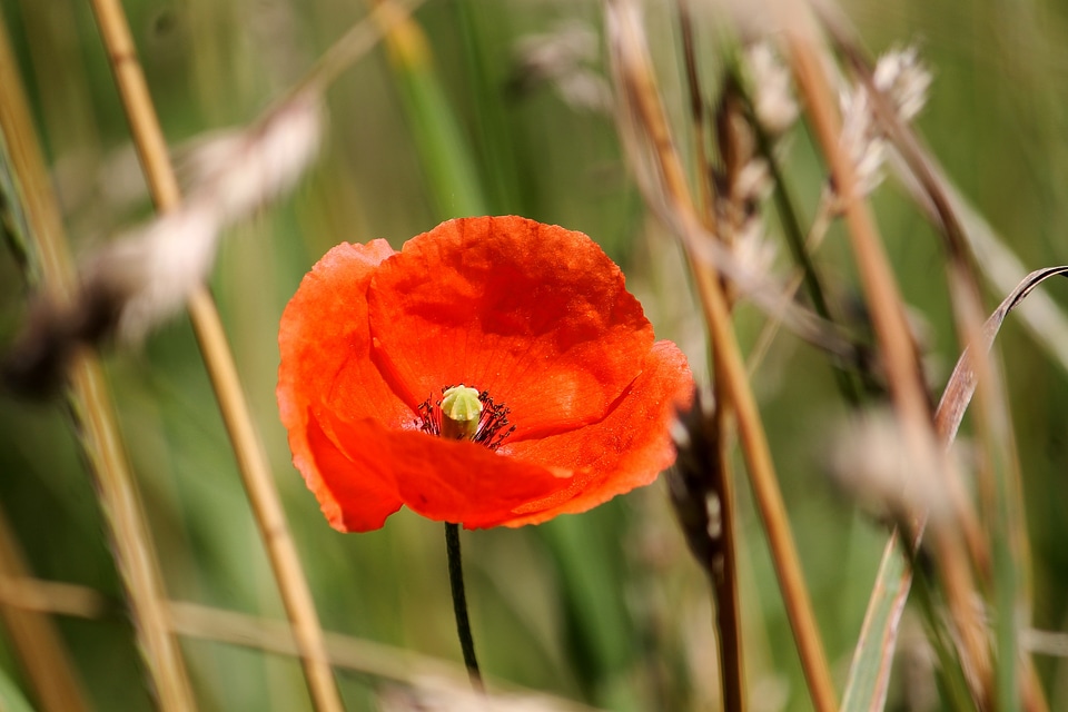 Field flowers meadow
