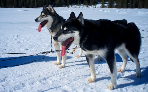 Dog Sledding