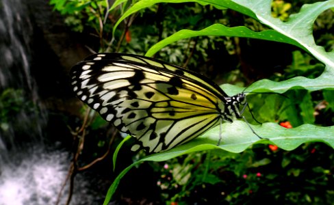 Paper Kite.(Idea leuconoe)