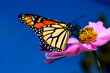 Monarch Butterfly on Cosmos photo