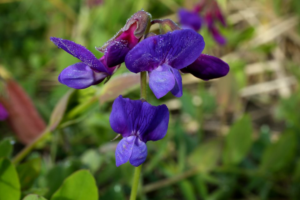 Monkshood (Anconitum)