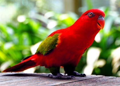 Red Parrot.