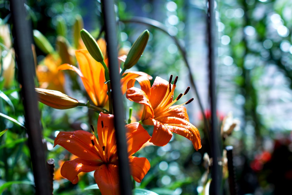 Sigma 50mm f / 1.4 EX DG HSM - the charm of photography and bokeh.