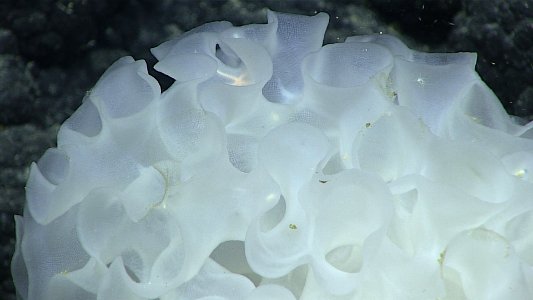 Glass Sponge photo