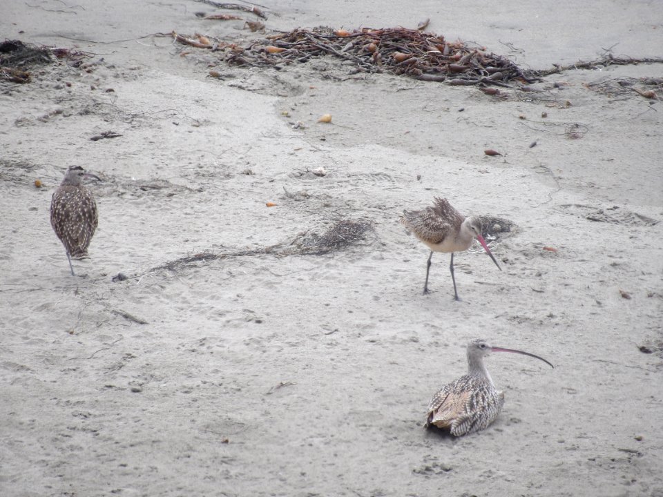 Sand pipers @ Cambria