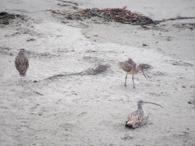Sand pipers @ Cambria