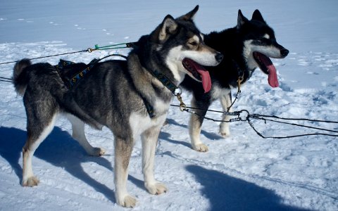 Dog Sledding photo