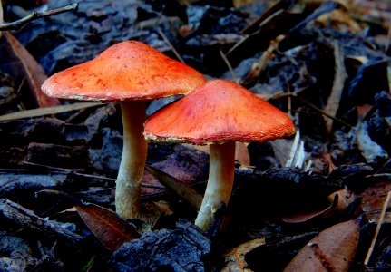 Redlead Roundhead,