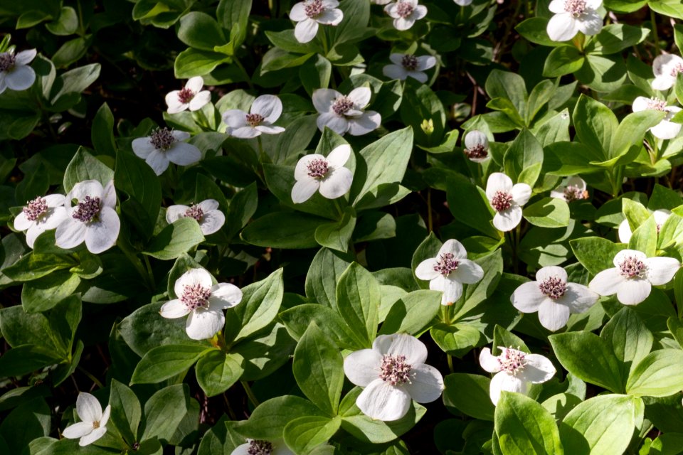 Creeping dogwood (Cornus canadensis)
