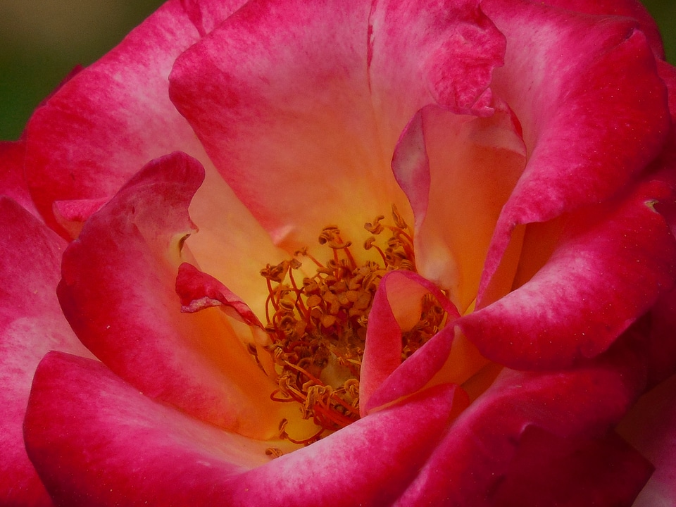 Blossom nature romantic