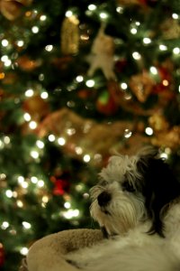 Dog chillaxin the Christmas tree photo