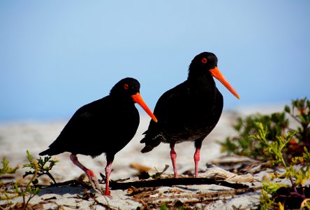 The Variable Oystercatcher photo