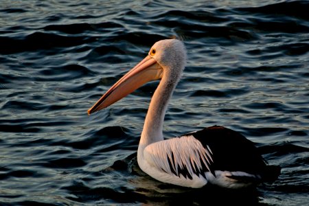 Sunset pelican. photo