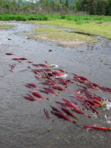 Spawning Sockeye photo