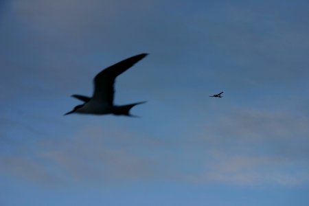 Sooty Tern and Unmanned Aircraft System photo