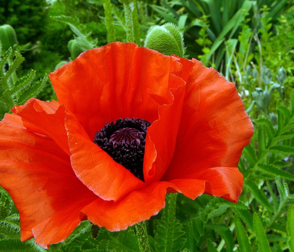 Bloom red poppy flower