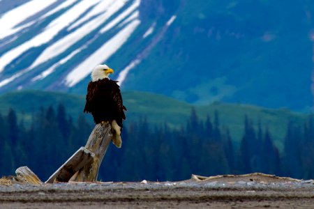 Bald Eagle (Haliaeetus leucocephalus)