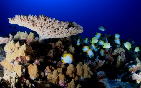 French Frigate Shoals Reefscape photo