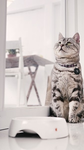 Introduction to american shorthair cat sitting position pet photo