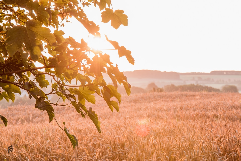 Harvest cereals sky