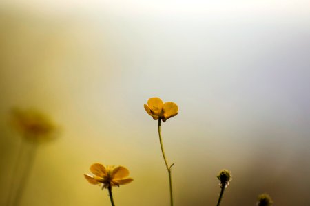 Buttercup Flowers photo