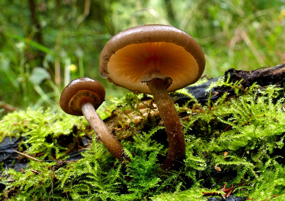 Armillaria. ?