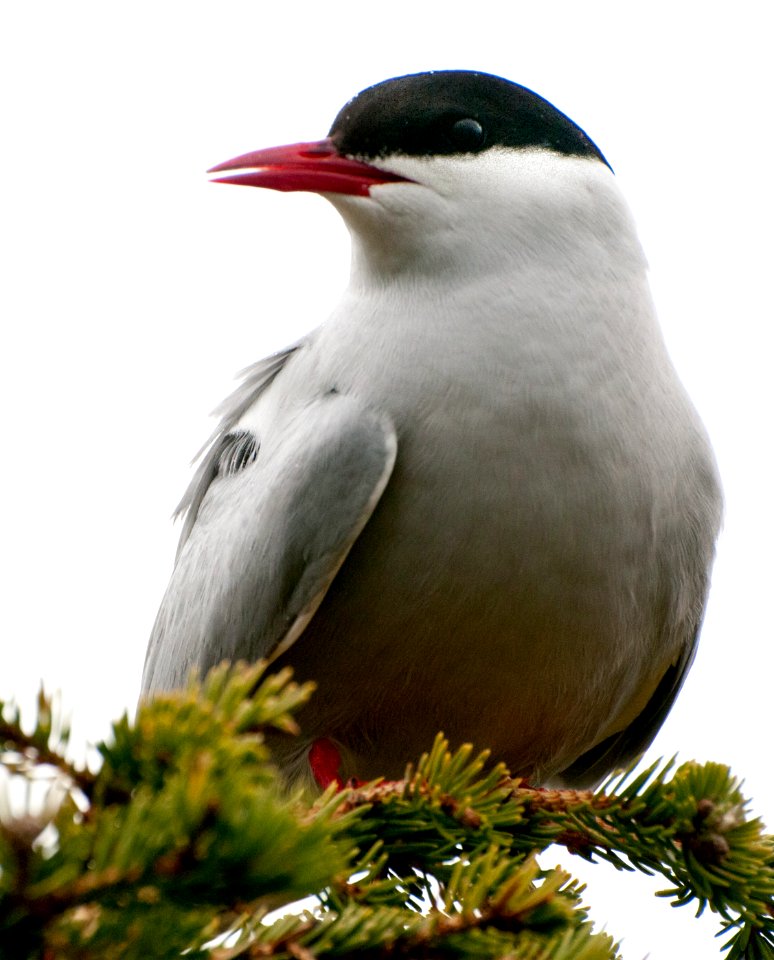 Arctic Tern (Sterna paradisaea)