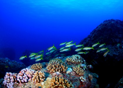 Goatfish at Gardner Pinnacles photo