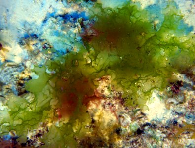 New deep-water algae at Kure Atoll photo