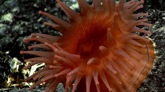 Deep-sea anemone on a rift zone ridge off Pioneer Bank