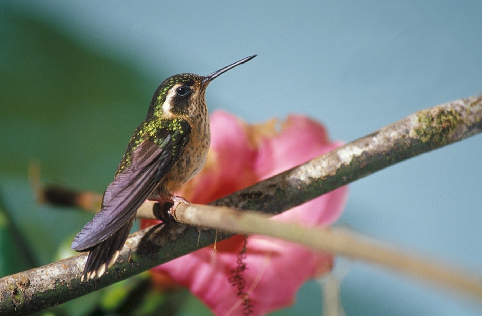 Tropical trochilidae small