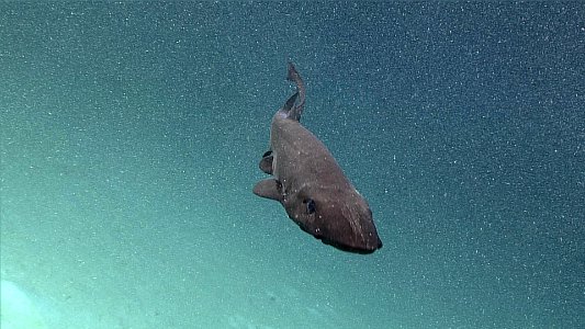 Deepwater Shark photo