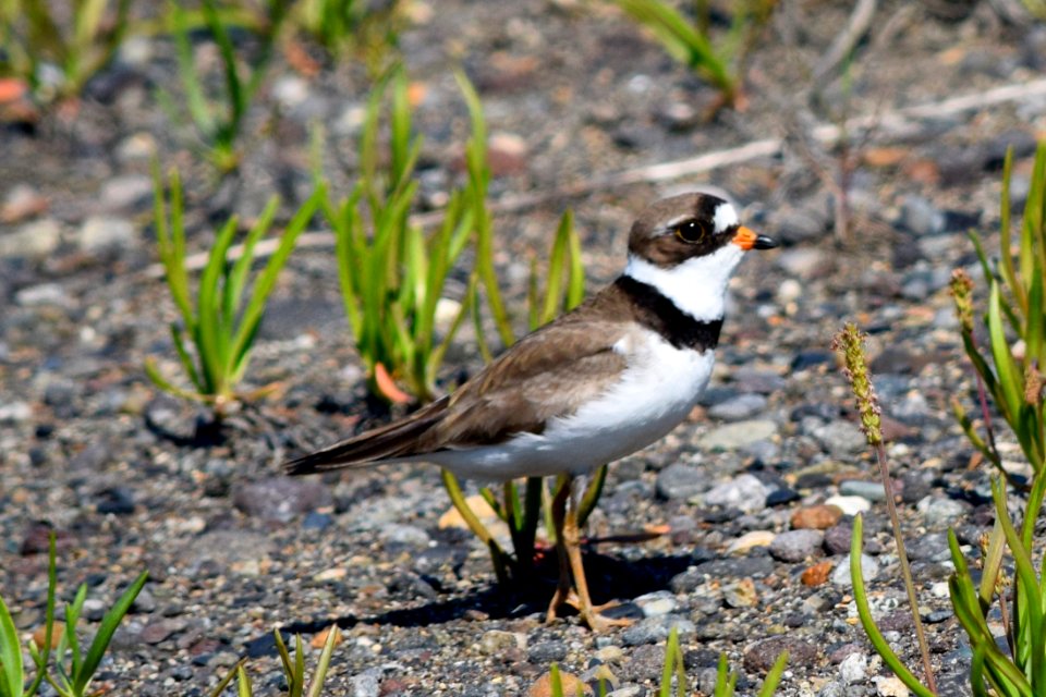 Semipalmated plover (Charadrius semipalmatus)