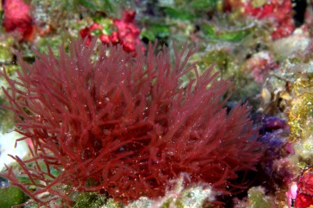 Unidentified Red Algae photo