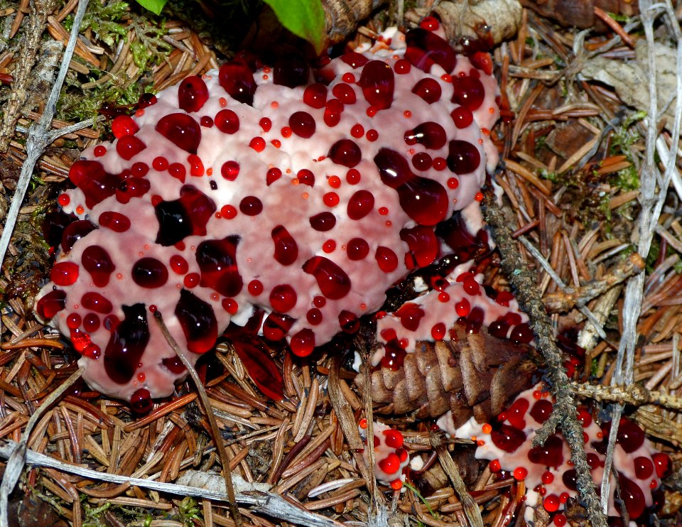 Bleeding Tooth Fungus (Hydnellum peckii)