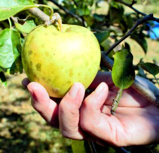 Hand picking yellow apple