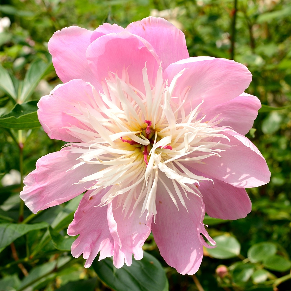 Bloom nature garden