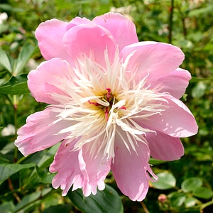 Bloom nature garden