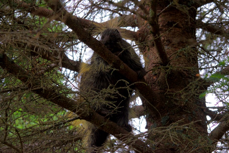 North American Porcupine (Erthizon dorsatum)