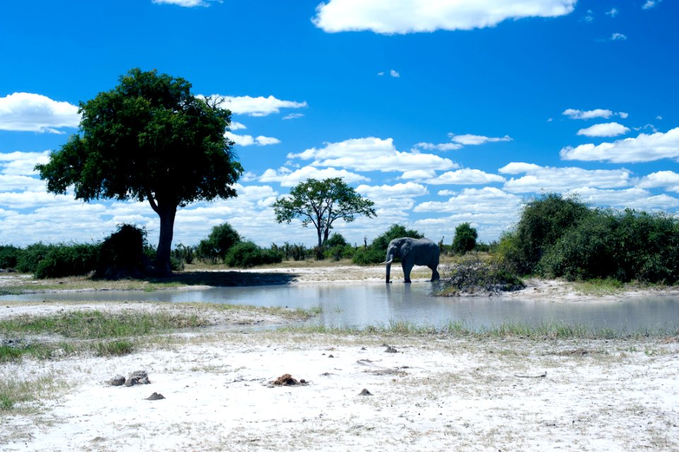 Savuti, Botswana, 3/2012 photo