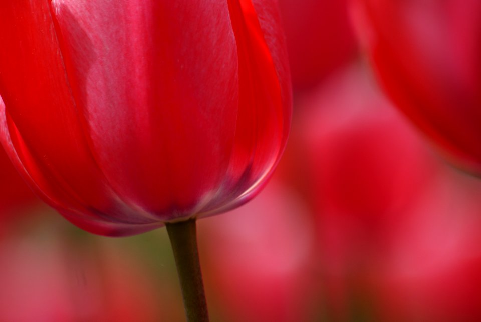 Tulip time.