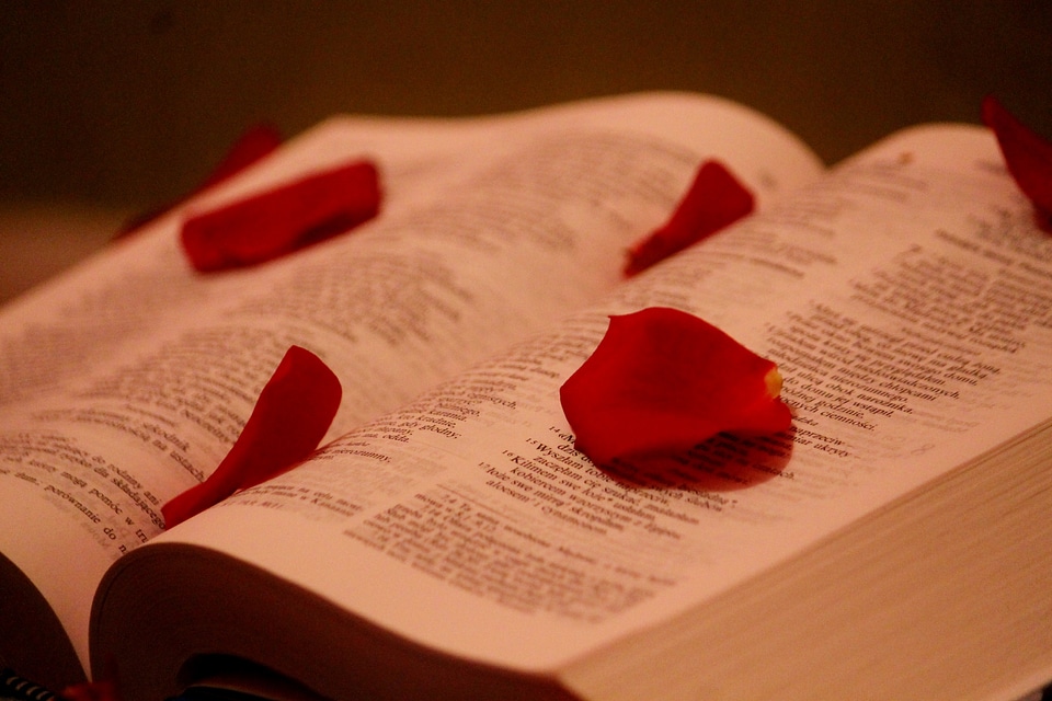 Paper rose petals rose