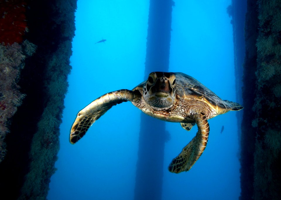 Green Sea Turtle Under Midway Pier 10