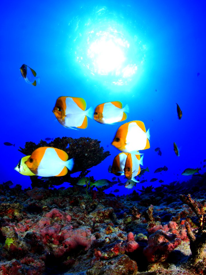 Pyramid Angelfish on Deep Reef at French Frigate Shoals