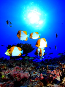 Pyramid Angelfish on Deep Reef at French Frigate Shoals