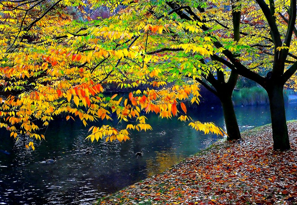 Hagley Park New Zealand.