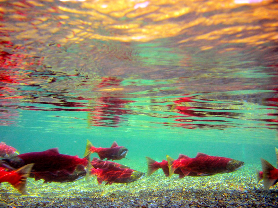 Salmon Underwater