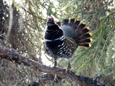 Spruce Grouse (Falcipennis canadensis) photo